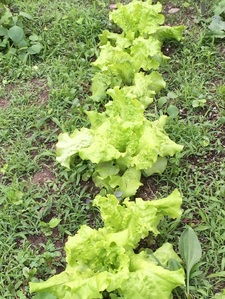 Life at One Forty One Lettuce